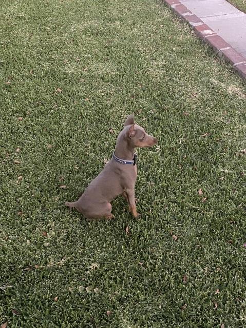 Miniature Pinscher Stud 30135