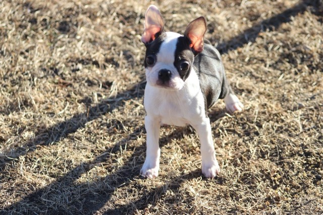 My Boston Babies