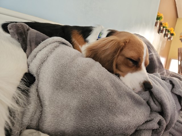 LOLA'S beagle