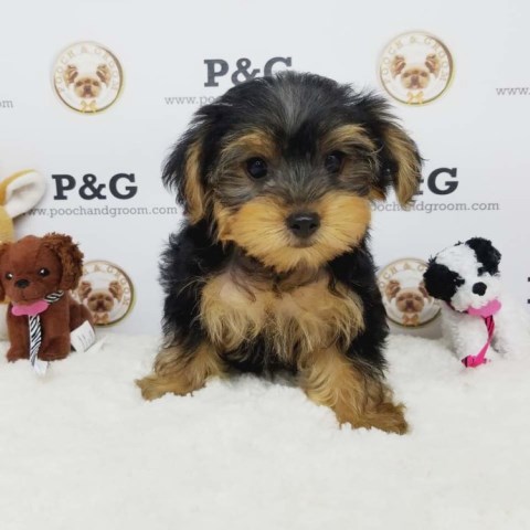 Yorkshire Terrier Stud 26204