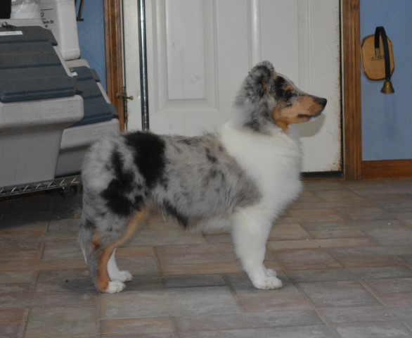 Shetland Sheepdog Breeder 30924