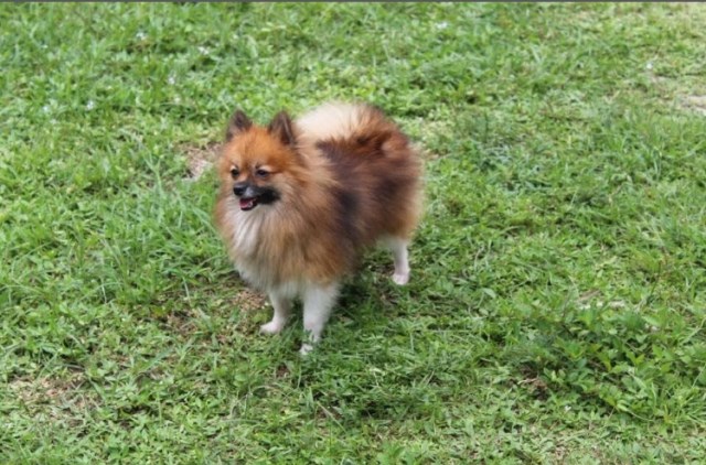 Pomeranian Stud 26401