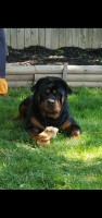 Erica Bradshaw - Rottweiler Stud