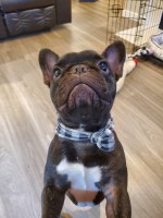Katrina Romero - French Bulldog Stud