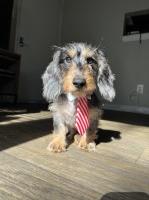 Kish - Dachshund Stud