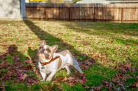 Jessica - French Bulldog Stud