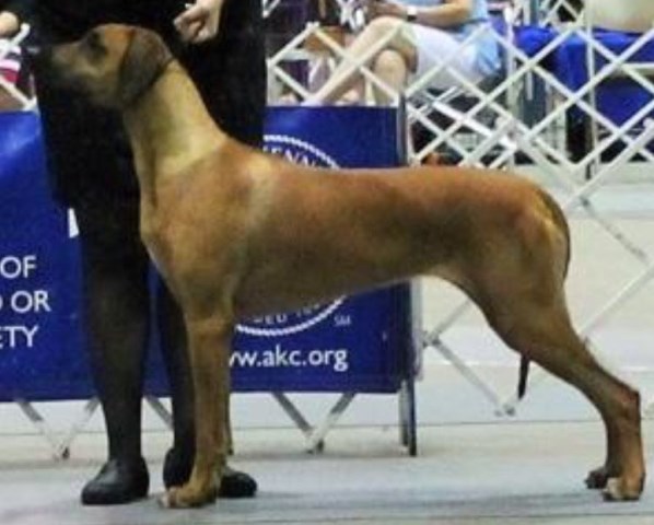 Amber Trace Rhodesian Ridgebacks