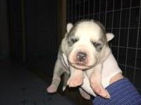 HuskyNationForever Siberian Husky breeder