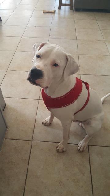 Dogo Argentino Stud 29580