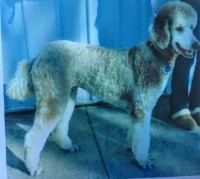 Divine Doodles and Poodles