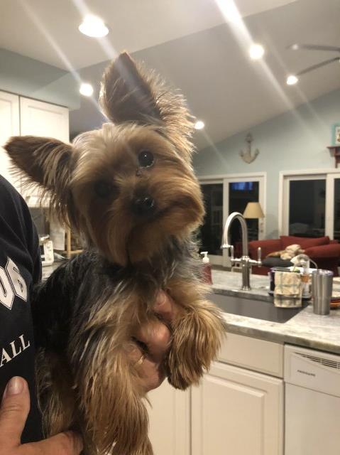 Yorkshire Terrier Stud 27261