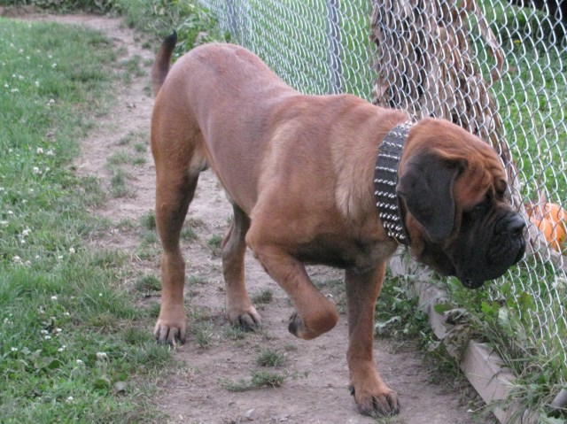 Mastiff Stud 25885