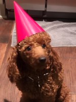 Jeanne Smith - Poodle Miniature Stud