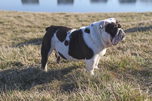 English Bulldog Stud 26824