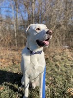 Taylor Tumminaro - Labrador Retriever Stud