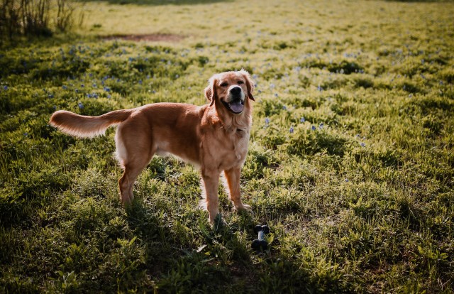 Golden Retriever Stud 26912