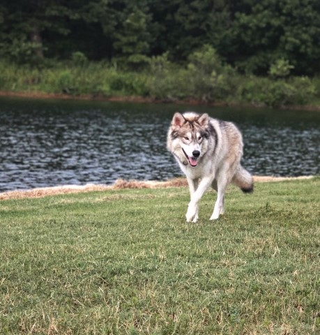 Alaskan Malamute Stud 29076