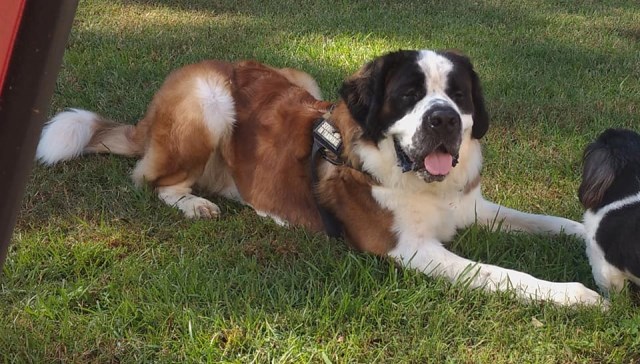 Saint Bernard Stud 26656