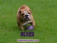 Tenpennypups English Bulldog for breeder