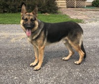 Ashton Knapp - German Shepherd Dog Stud