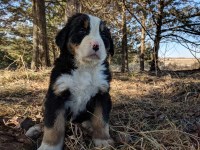 Kelsay Kennel Bernese Mountain Dog breeder
