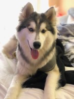 Kara - Siberian Husky Stud