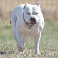 RBR Kennels American Pit Bull Terrier breeder
