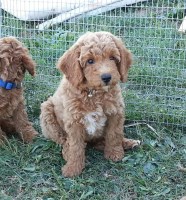 Kevin - Goldendoodle Breeder Goldendoodle breeder