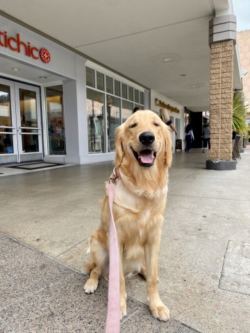 Golden Retriever Stud 30028