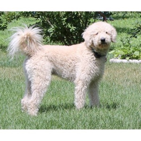 Carmen's Doodles, Goldendoodle Breeder in Middleville ...
