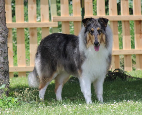 Collie Breeder 15564