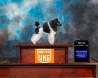 Jenna - Poodle Miniature Stud