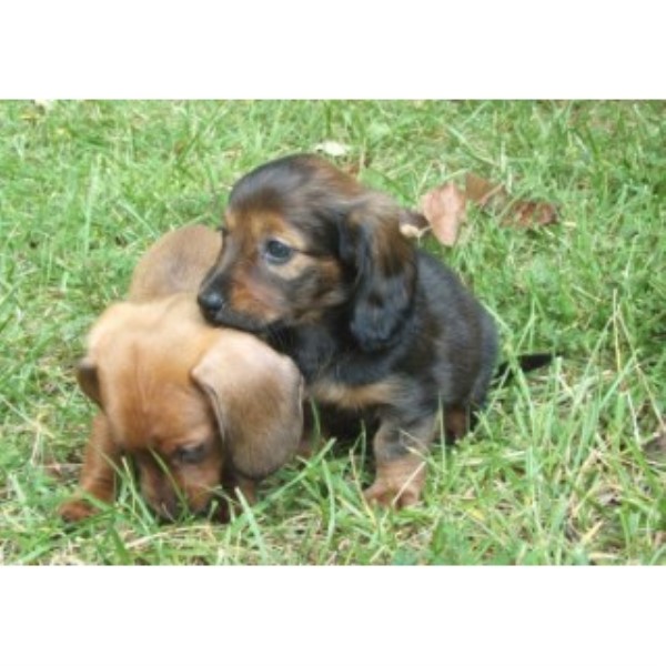 Dachshund Breeder 25026