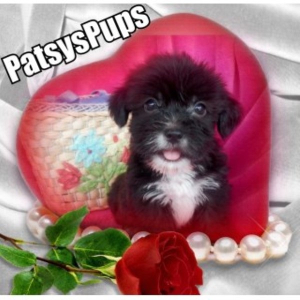 PatsysPups