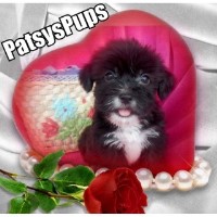 PatsysPups Shih Tzu breeder