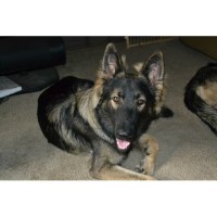 shiloh shepherd puppies for sale search locally for shiloh shepherd breeders nearest you freedoglistings shiloh shepherd puppies for sale search locally for shiloh shepherd breeders nearest you freedoglistings