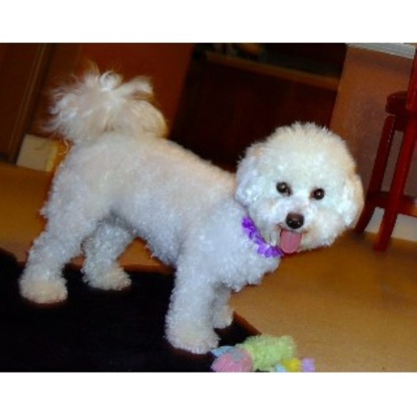 World Class Bichons Bichon Frise Breeder In Little Elm Texas