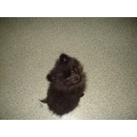 No Limits Poms Pomeranian breeder