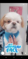 Josie - Shih Tzu Stud