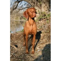 Adara Vizslas Vizsla breeder