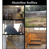 Stateline Bullies English Bulldog breeder