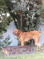Ken - Rhodesian Ridgeback Stud