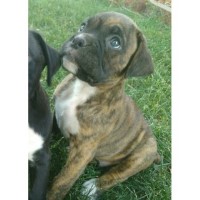 Beyond beautiful boxers Boxer breeder
