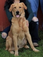 Stacy - Golden Retriever Stud
