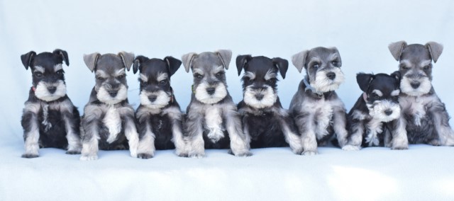 Miniature Schnauzer Breeder 23738