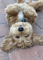 Melissa Bruno - Goldendoodle Stud