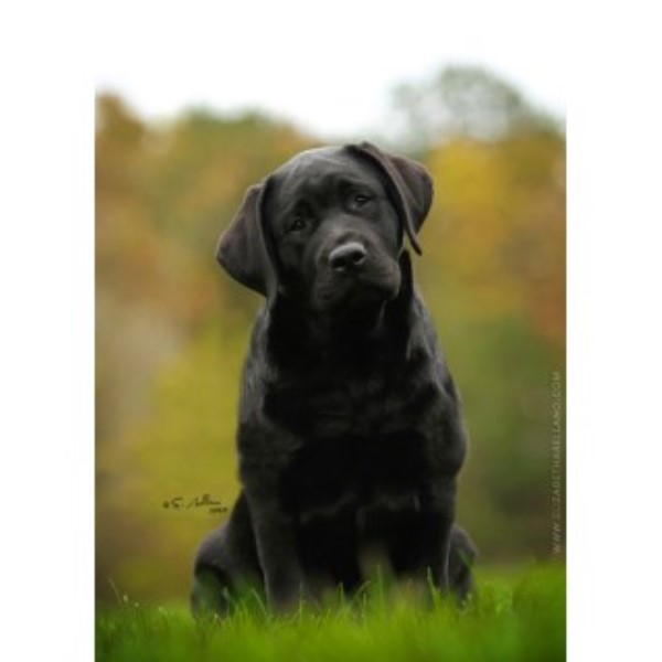 Russford Labradors