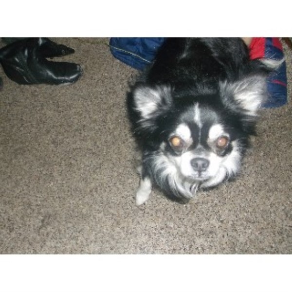 howells chiuauas, Chihuahua Stud in Manitowoc/ Manitowoc, Wisconsin