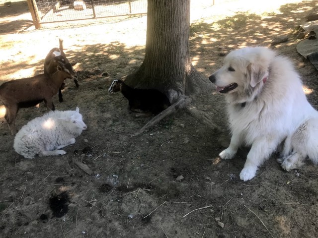 Great Pyrenees Stud 28246