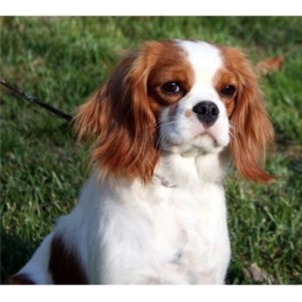 Cavalier King Charles Spaniel Breeder 19598